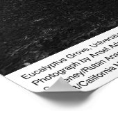 ユーカリ・グローブ、UC Berkeley、1967 ポスター (角)