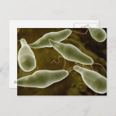 ユーグレナ概念図3 ポストカード (正面/裏面)