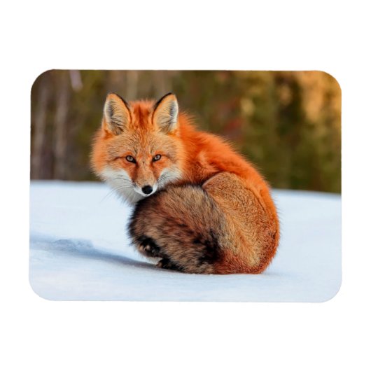 ユーコン地域の雪の中の赤狐 | Yukon マグネット (横)