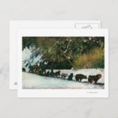 ユーコン犬チームがアラスカ渓谷を自由に旅 ポストカード (正面/裏面)