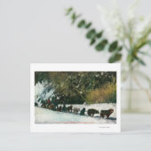 ユーコン犬チームがアラスカ渓谷を自由に旅 ポストカード (スタンド正面)