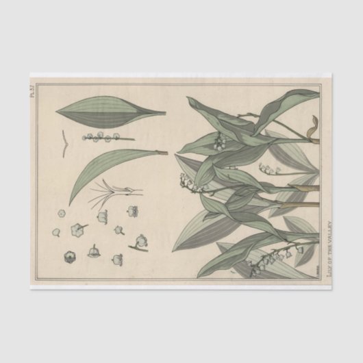 ユージーングラスアセットのボタニシリーズのユリ・オブ・ザ・バレー 薄葉紙 (正面)