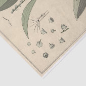 ユージーングラスアセットのボタニシリーズのユリ・オブ・ザ・バレー 薄葉紙 (詳細)