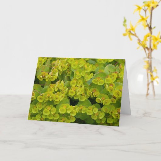 ユーフォビア カード (黄色い花)