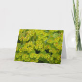 ユーフォビア カード (正面)