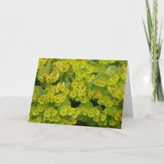 ユーフォビア カード (正面)