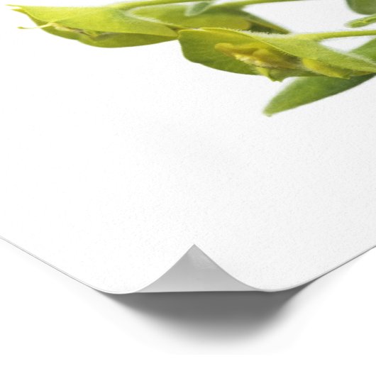 ユーフォビア ポスター (角)