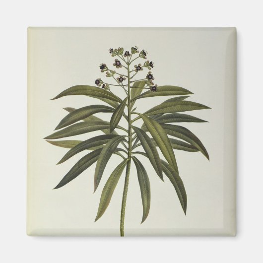 ユーフォルビアメリフェラ マグネット (正面)