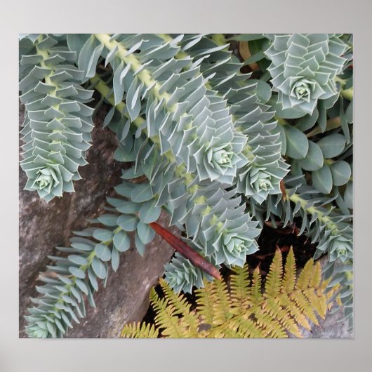 ユーフォルビア菌糸体(マートル・スパージ) ポスター (正面)