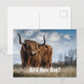 ユーモアあふれるハイランド・カウの写真　ヘアスタイルが崩れた日？ ポストカード (正面/裏面)
