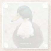 ユーモアあふれる国内マガモのデュクレイン、ビブ付きの変わったダック ガラスコースター (裏面)