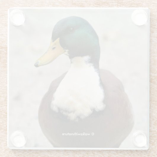 ユーモアあふれる国内マガモのデュクレイン、ビブ付きの変わったダック ガラスコースター