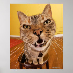 ユーモアのあるで小さい猫はaの腰掛けで置かれます ポスター