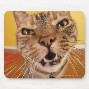 ユーモアのあるで小さい猫はaの腰掛けで置かれます マウスパッド