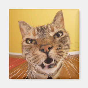 ユーモアのあるで小さい猫はaの腰掛けで置かれます マグネット