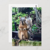 ユーモアのあるオスのキツネの写真　動物　ナッツ　ユーモア ポストカード (正面/裏面)