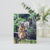 ユーモアのあるオスのキツネ写真　動物　ナッツ　ユーモア ポストカード (スタンド正面)