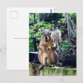 ユーモアのあるオスのキツネ写真　動物　ナッツ　ユーモア ポストカード (正面/裏面)