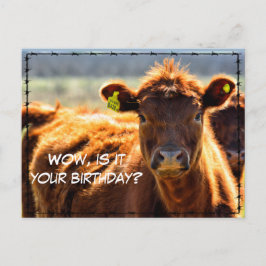 ユーモア溢れるハッピーバースデー カントリー ファーム メール ファーム テイルズ ポストカード