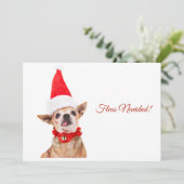 ユーモア | 面白いチワワ | ユニーク & 珍しい シーズンカード (スタンド正面)