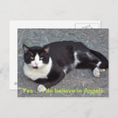 ユーモラスことわざ付き猫はがき ポストカード (正面/裏面)