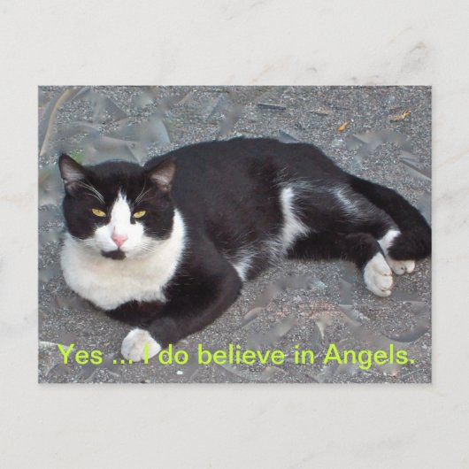 ユーモラスことわざ付き猫はがき ポストカード (正面)