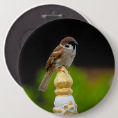 ユーラシアのツノコギドリ  缶バッジ (正面&裏面)