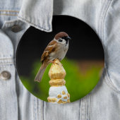 ユーラシアのツノコギドリ  缶バッジ (インサイチュ)