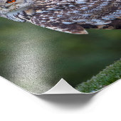 ユーラシアイーグルフクロウプリント フォトプリント            (角)