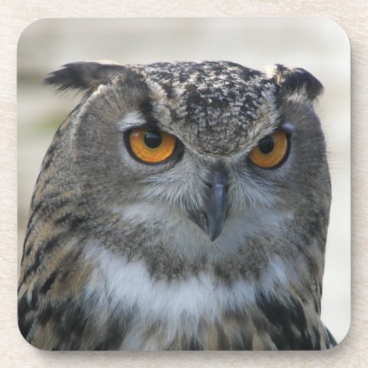 ユーラシアイーグルフクロウ写真 コースター (正面)