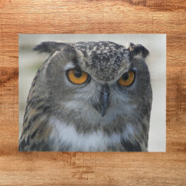 ユーラシアイーグルフクロウ写真 ジグソーパズル