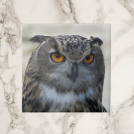 ユーラシアイーグルフクロウ写真 タイル