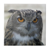 ユーラシアイーグルフクロウ写真 タイル (正面)