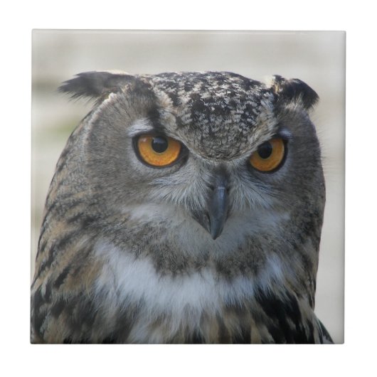 ユーラシアイーグルフクロウ写真 タイル (正面)