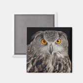 ユーラシアイーグルフクロウ磁石 マグネット (正面/裏面)