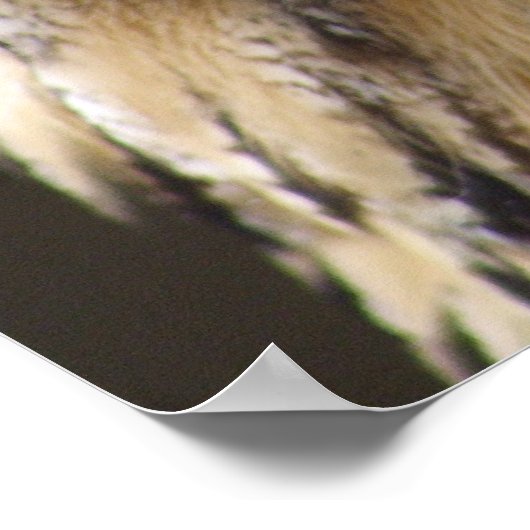 ユーラシアイーグルフクロウ ポスター (角)