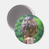 ユーラシアイーグルフクロウ マグネット (正面/裏面)