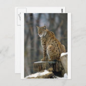 ユーラシアオオヤマネコ（オオヤマネコ） 3 ポストカード (正面/裏面)