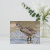 ユーラシアコットヤングシック ポストカード (スタンド正面)