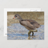 ユーラシアコットヤングシック ポストカード (正面/裏面)