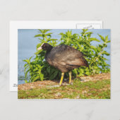 ユーラシアコット、ロースパーク湖、カーディフ、ウェールズ。ポー ポストカード (正面/裏面)