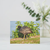 ユーラシアコット、ロースパーク湖、カーディフ、ウェールズ。ポー ポストカード (スタンド正面)