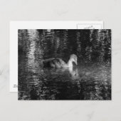 ユーラシアコット(黒と白) ポストカード (正面/裏面)