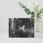 ユーラシアコット(黒と白) ポストカード (スタンド正面)