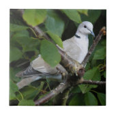 ユーラシアコラードヴオンザさくらんぼツリー タイル (正面)