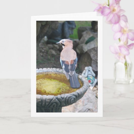 ユーラシアジェイポートレート カード (蘭)