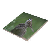 ユーラシアツリスパロウ タイル (側面)