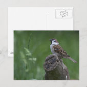 ユーラシアツリスパロウ ポストカード (正面/裏面)