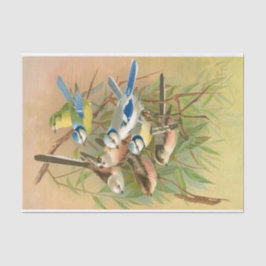 ユーラシアブルーティットと長い尾のティット、デクページ 薄葉紙