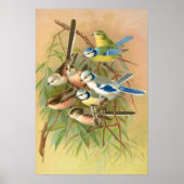 ユーラシアブルーティット – 長い尾のティット、ヴィンテージ鳥 ポスター (正面)